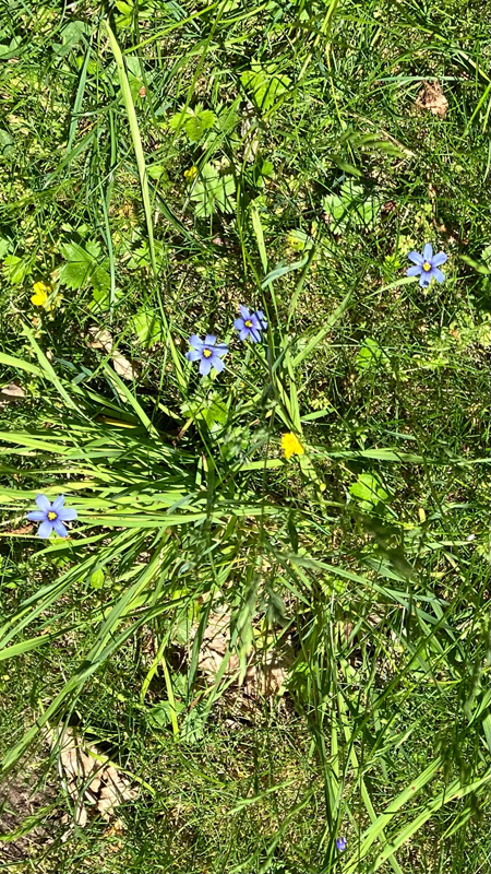 GN_Blue-grass.jpg
