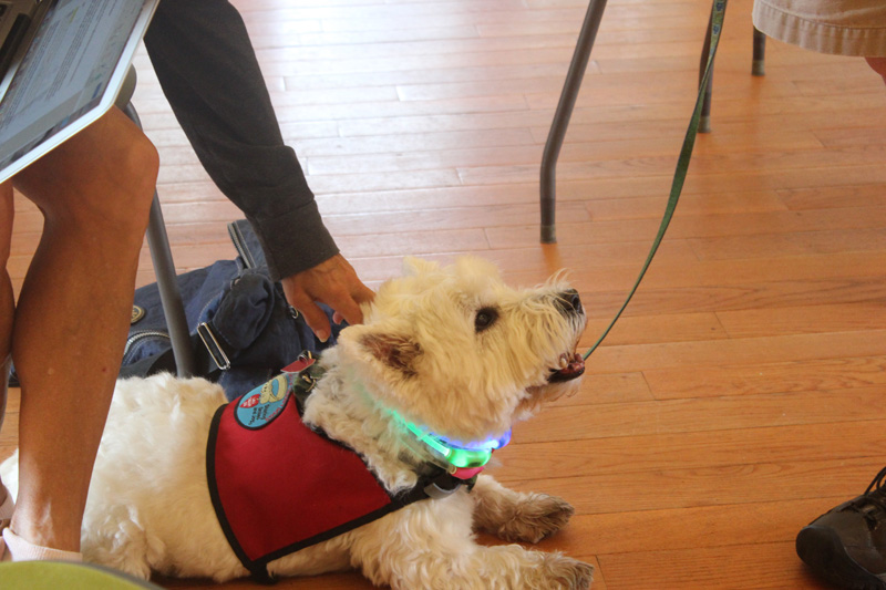 Dog_Therapy_2.jpg