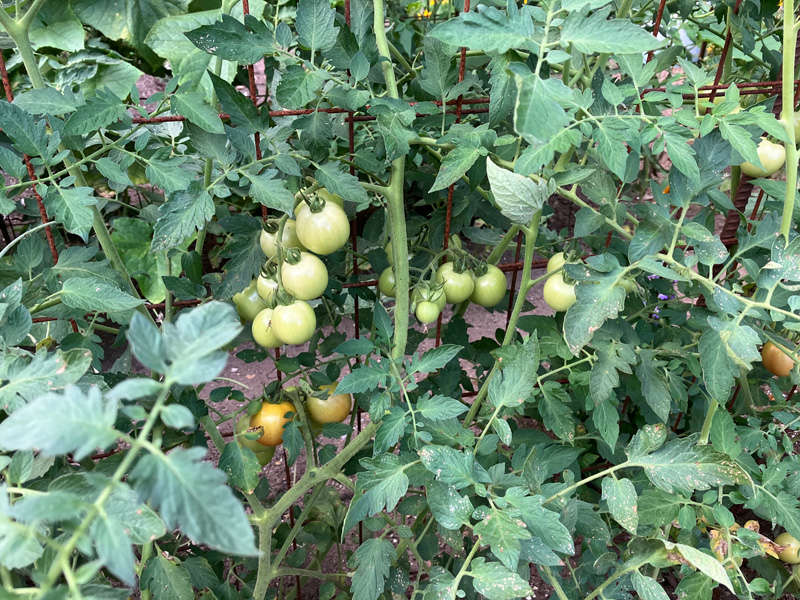 Garden_Notes_1.jpg
