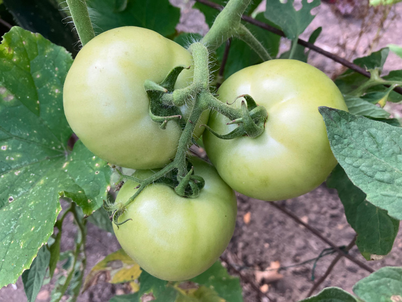 Garden_Notes_2.jpg