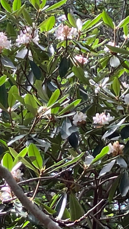 Garden_Notes_2