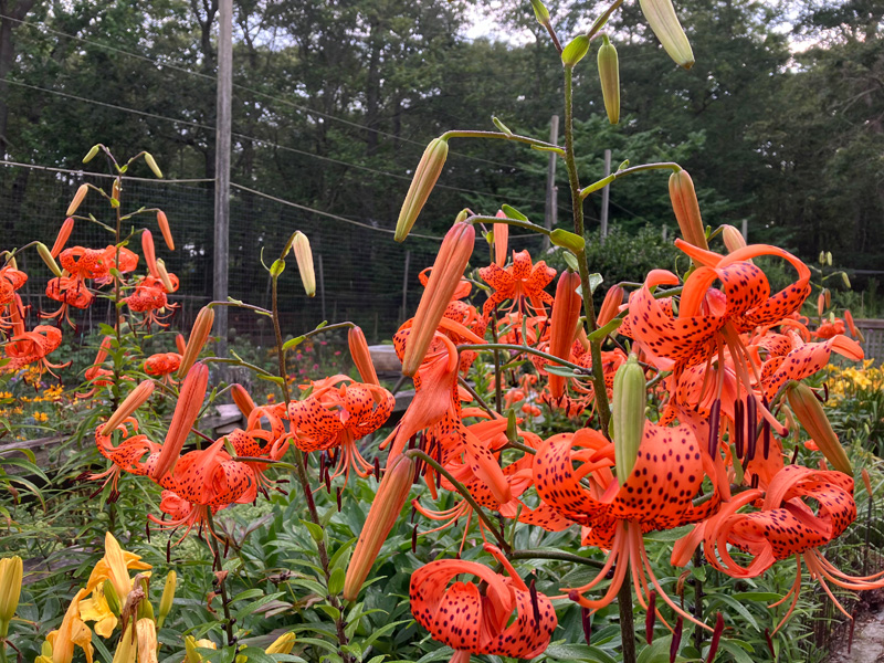 Garden_Notes_3.jpg