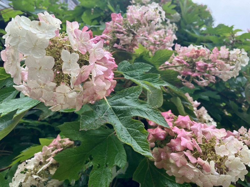 Garden_Notes_3