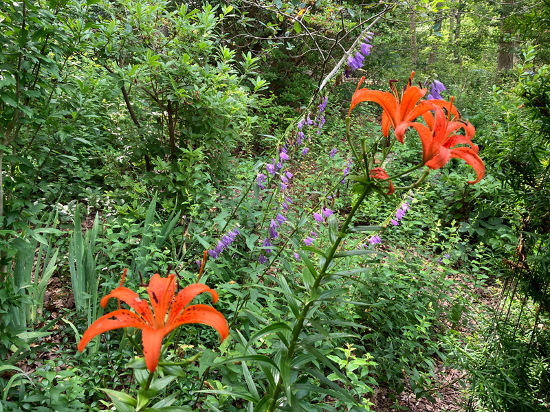 Garden_Notes_4