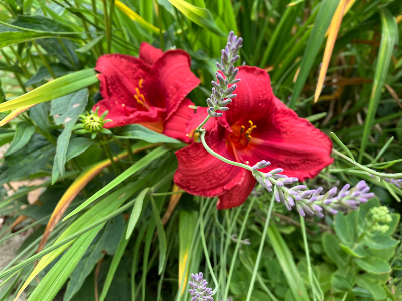 Garden_Notes_5