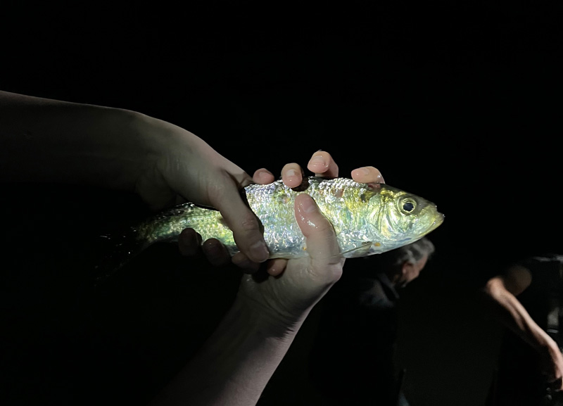 Herring_Update_3.jpg