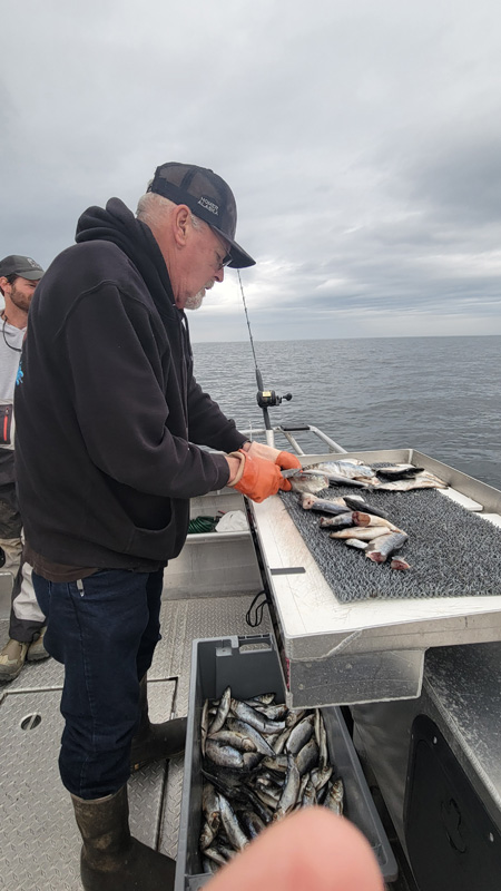 Captain Jim Craddock cutting up herring for our bait.
