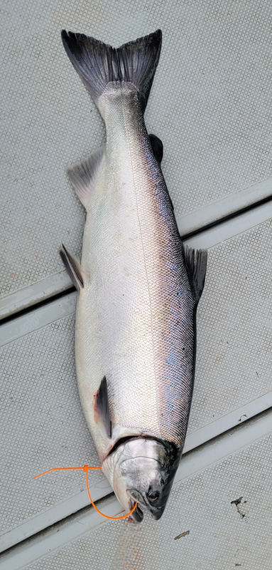 Fishing_5