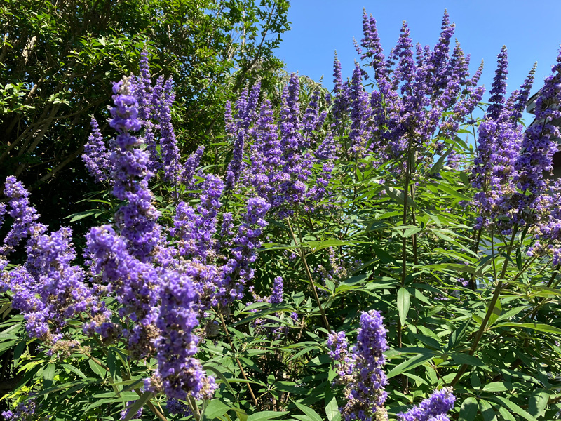 Garden_Notes_2.jpg
