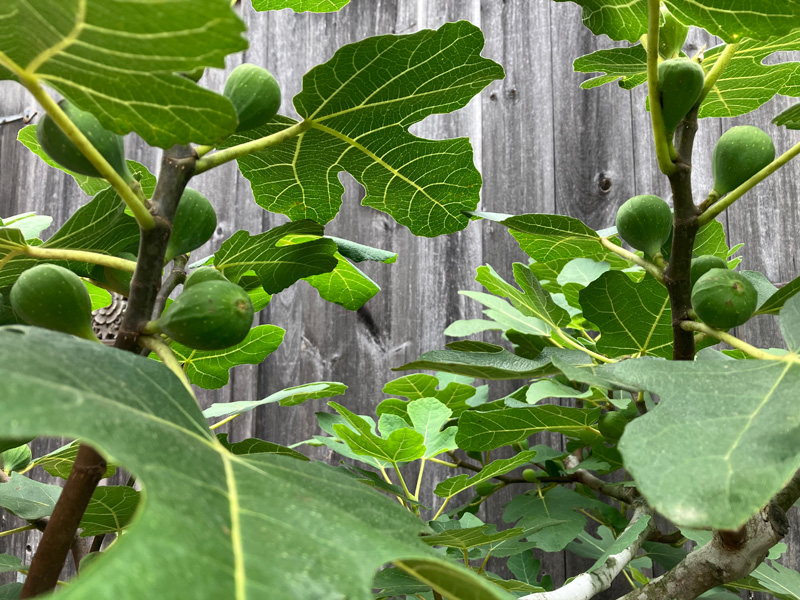 Garden_Notes_3.jpg