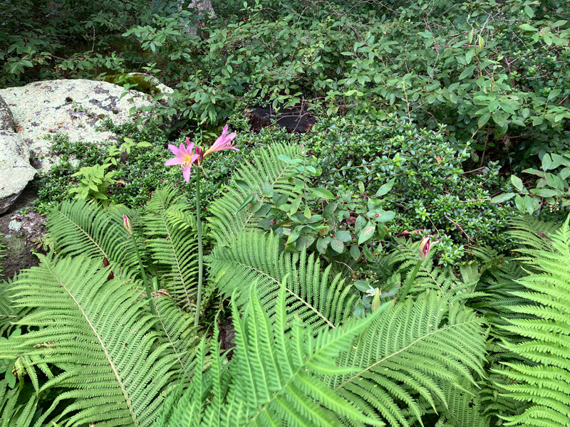 Garden_Notes_4.jpg