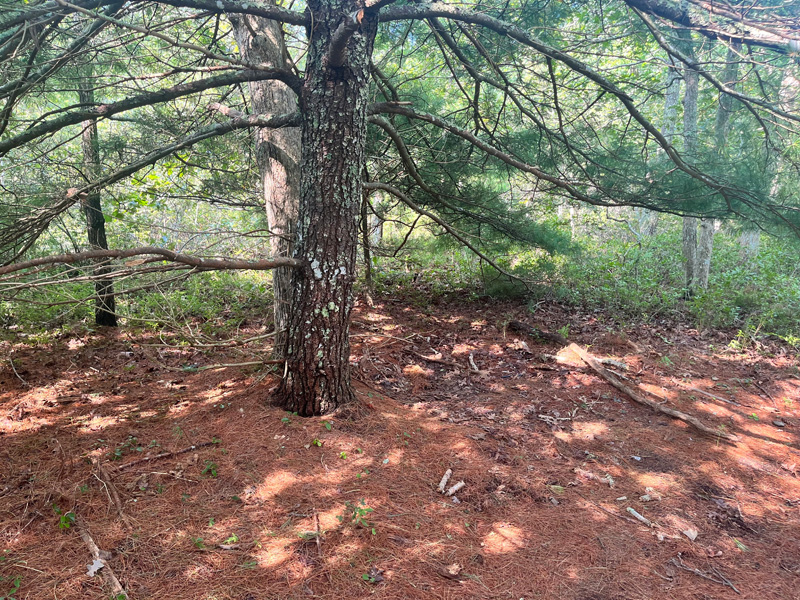 The location of previous encampments from the end of June are now cleared.