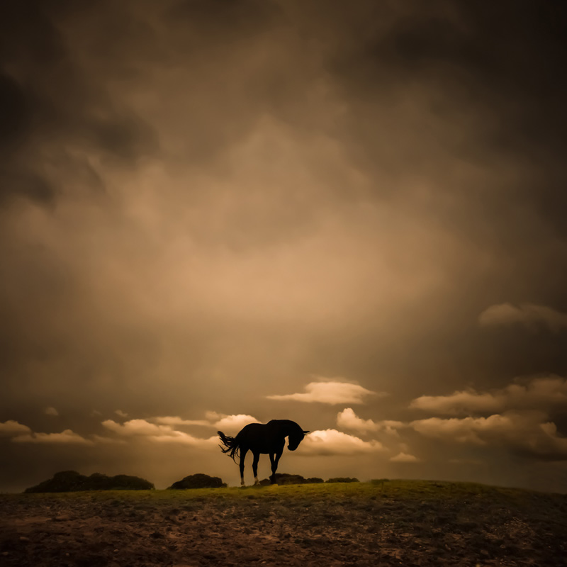 Featherstone-Art-of-the-Horse2.jpg