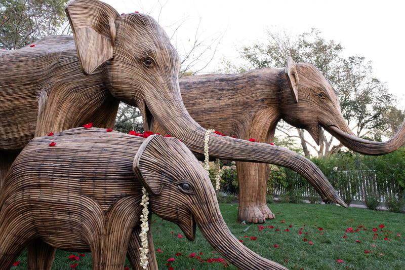 Harbor_View_Elephants_10.jpg