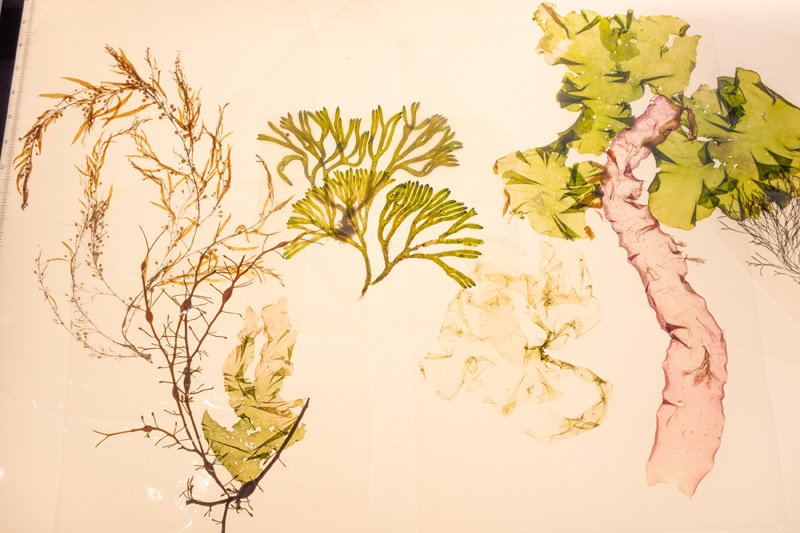 The-Art-of-Seaweed-15.jpg