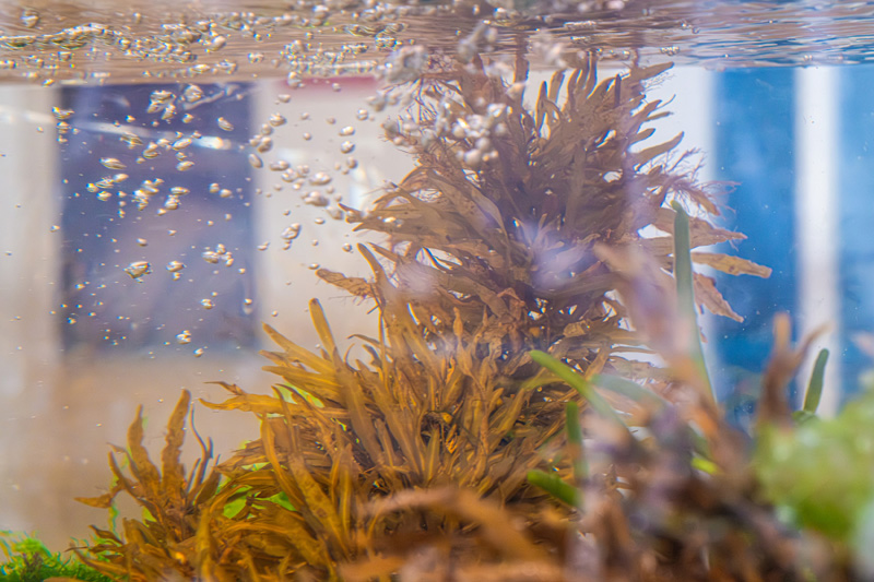The-Art-of-Seaweed-20.jpg