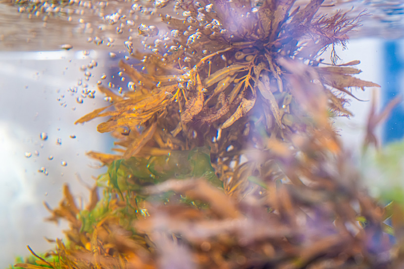 The-Art-of-Seaweed-25.jpg
