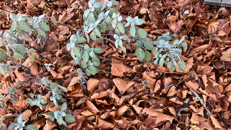 Garden-notes_4688.jpg