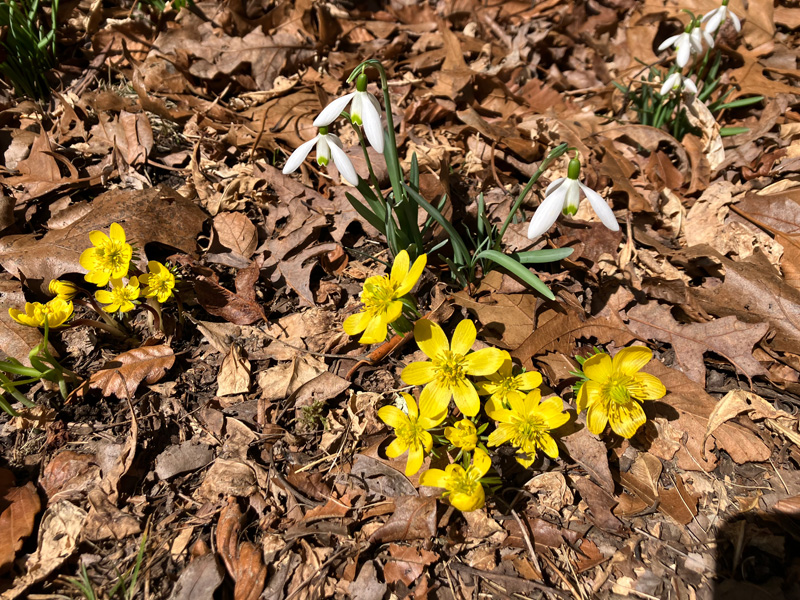 Garden_Notes_1.jpg