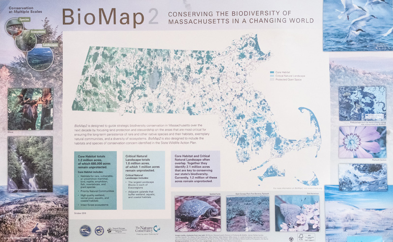 Liz_Olson_BiodiversityWorks_evergreen_5.jpg