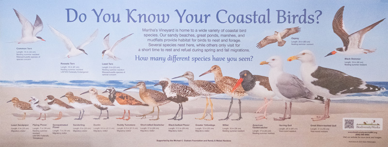 Liz_Olson_BiodiversityWorks_evergreen_6.jpg