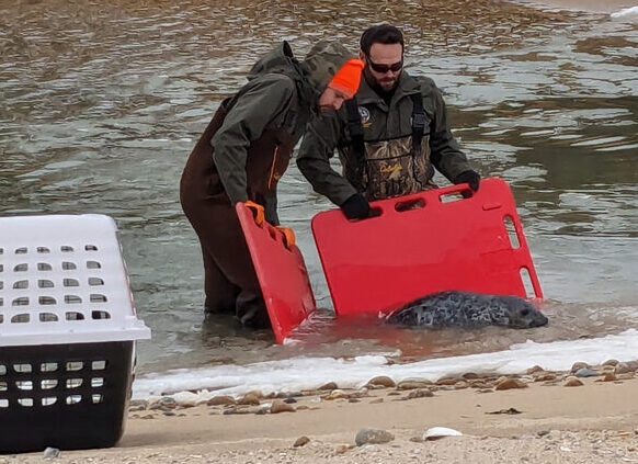Marine_Strandings_2.jpg
