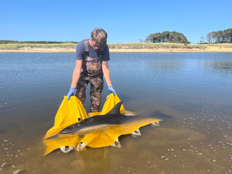 Marine_Strandings_3.jpg