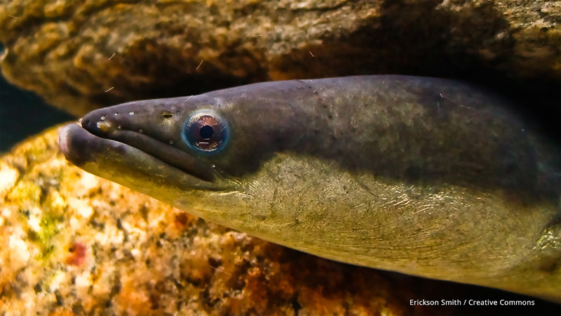 American_Eel.jpg