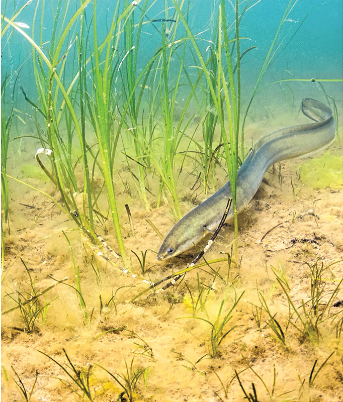 Eel.jpg