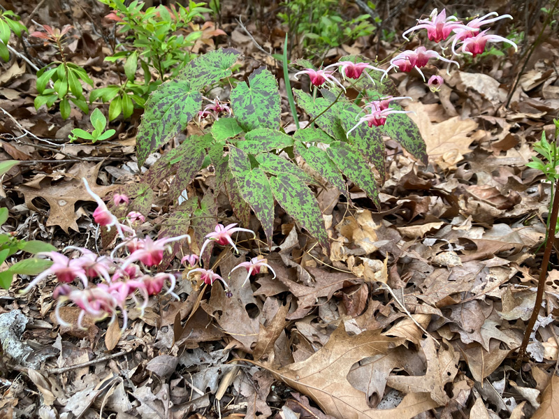 Garden_notes_01.jpg