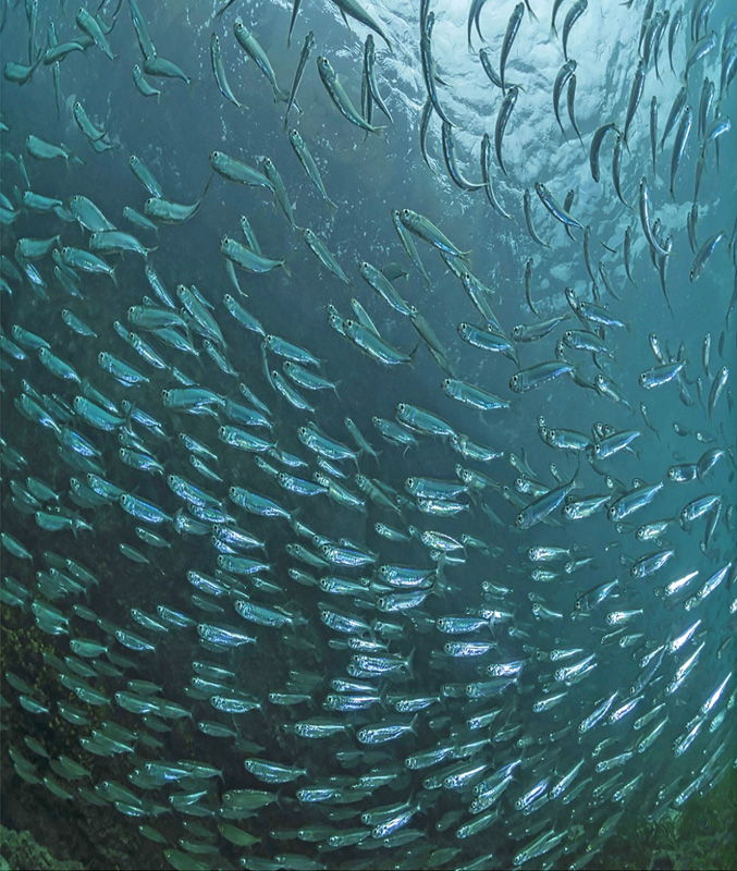 Herring.jpg
