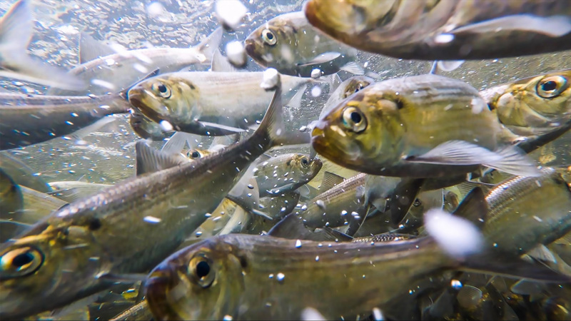River_Herring_NOAA_Fisheries.jpg