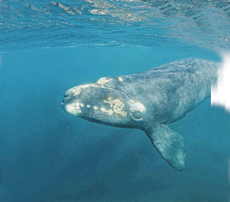 Whale.jpg