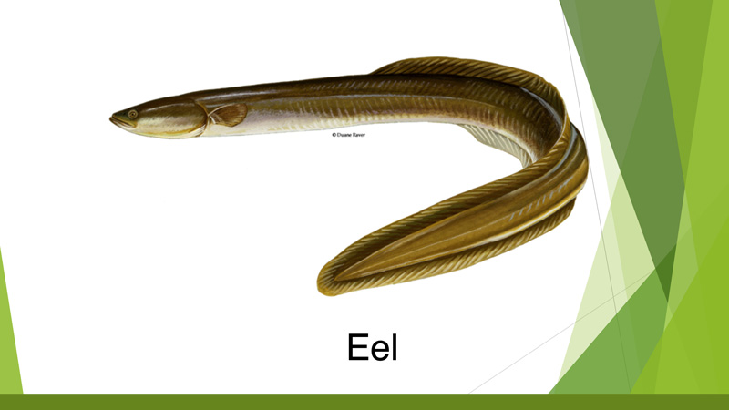 presentation-slide-eel.jpg