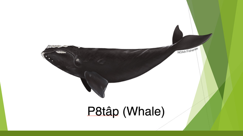 presentation-slide-whale.jpg