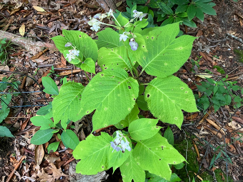 Garden_Notes_1.jpg
