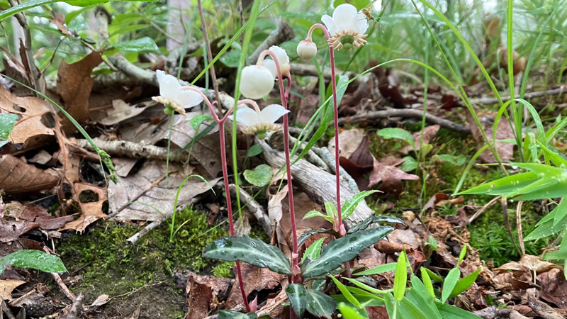 Garden_Notes_2.jpg