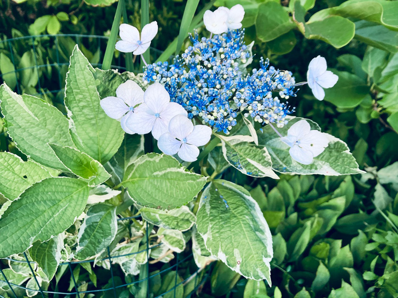 Garden_Notes_3.jpg