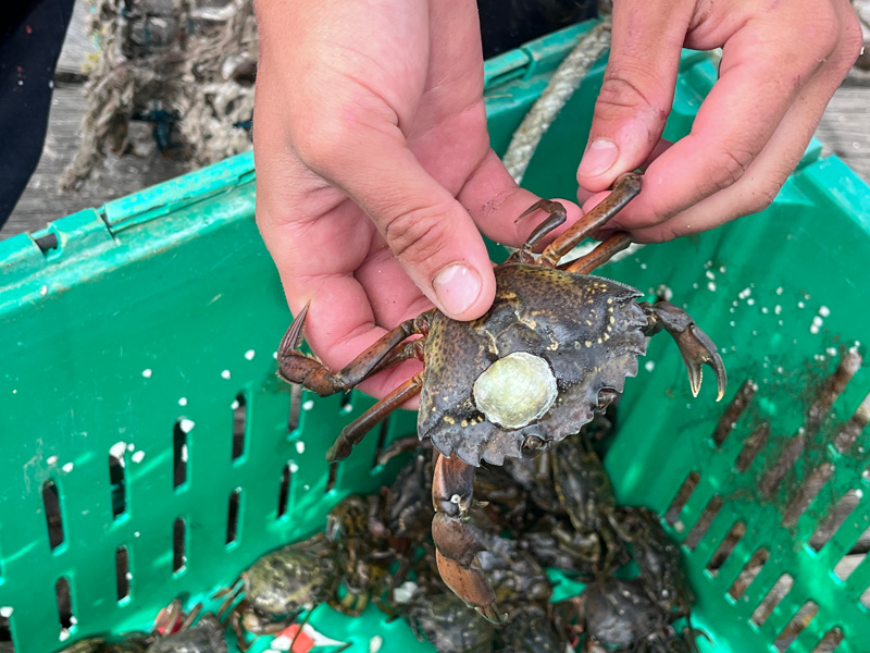 Green_crab_05.jpg