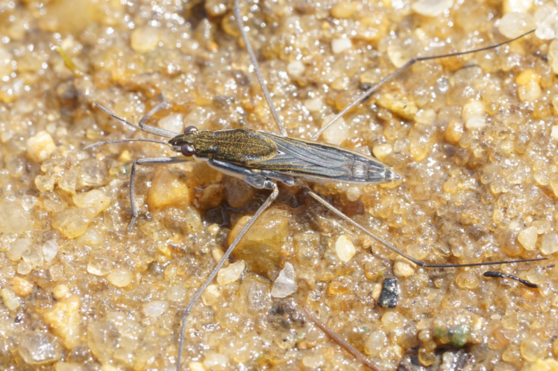 A water strider in the genus Gerris.