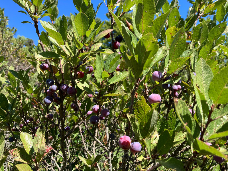 Ripening beach plums.