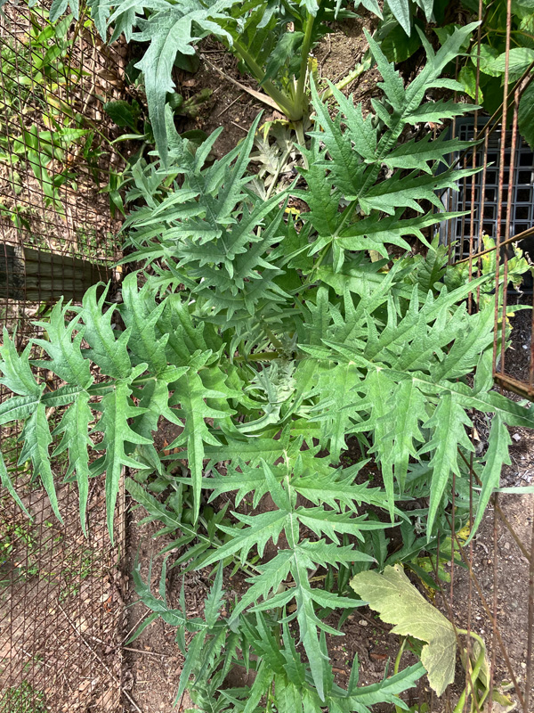 Cardoon, edible as well as ornamental.