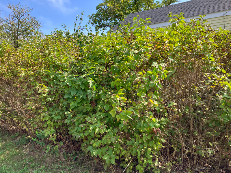 Lilac foliar diseases: last year these were decimated
