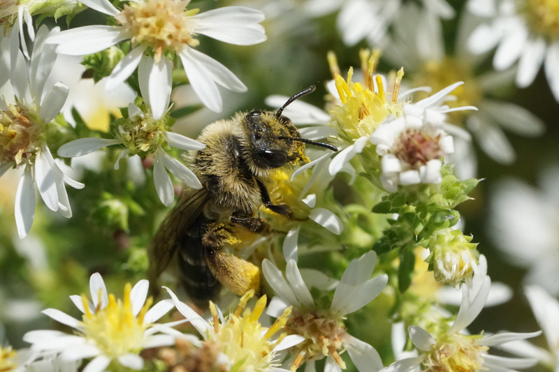Female Andrena asteris foraging on the white asters this bee prefers.