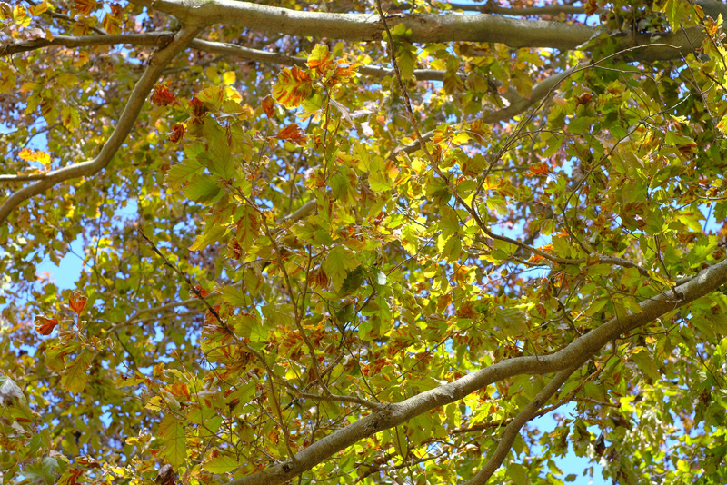BLD on a European beech.