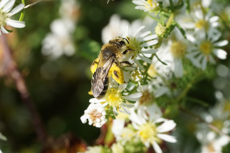 Female Andrena asteris.