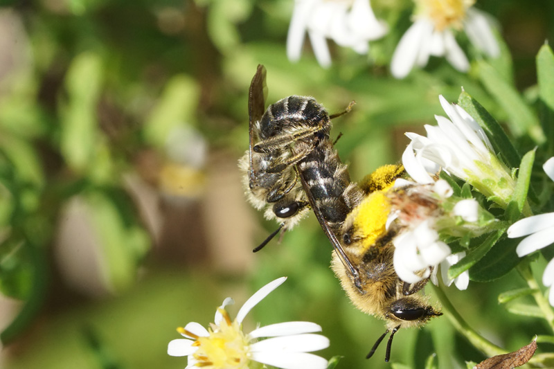 Mating pair of Andrena asteris.