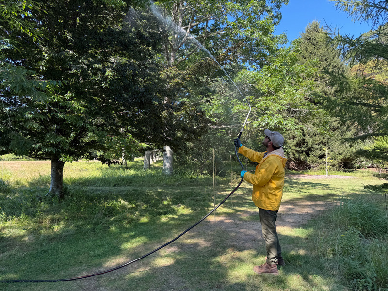 Ian Jochems spraying a beech tree at Polly Hill Arboretum.