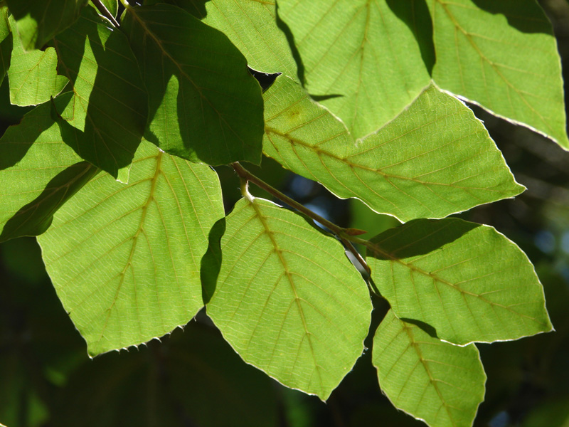Healthy leaves of a European Beech that has not been infected with BLD.