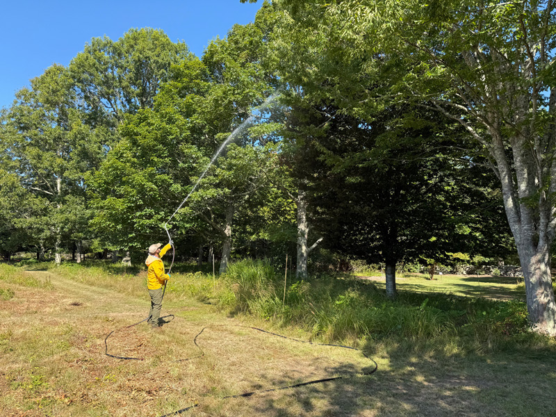 Ian Jochems spraying a beech tree at Polly Hill Arboretum.